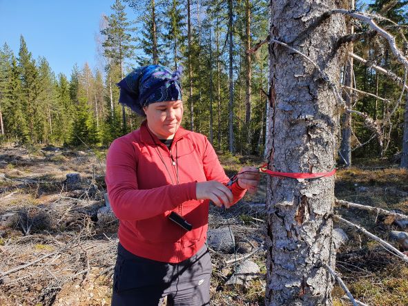 Jenna Purhonen merkitsee kuusitekopökkelöä