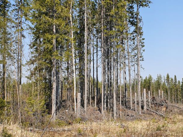 Tekopökkelöt voivat sijaita säästöpuuryhmässä