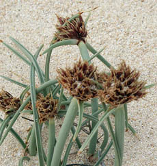 Cyperus capitatus (Fuerteventura)