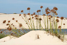 Cyperus crassipes (Cape Verde)