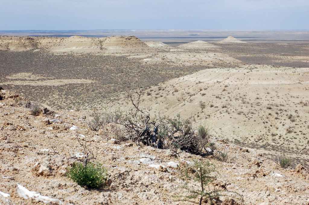 The habitat of the Ustyurtia zygophyllivora species is the extremely arid and rugged gypsum desert in Kazakhstan. Photo: Kari Nupponen.