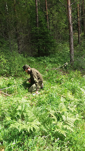 Vapaaehtoinen assistenttimme Lammin biologisen aseman sivari Joose Lassila mittailee vanakeltto-kasvuston (Crepis praemorsa) tiheyttä Hämeenlinnassa (kuva: Sanna Laaka-Lindberg)