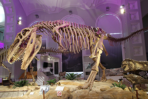 Giganotosaurus on kenties suurin tunnettu petodinosaurus. Kuva: Luomus / Marika Turtiainen