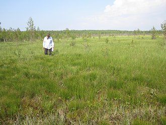 Lettohernesaran Carex viridula var. bergrothii esiintymää tutkitaan (Kuva: Tuula Kurikka)