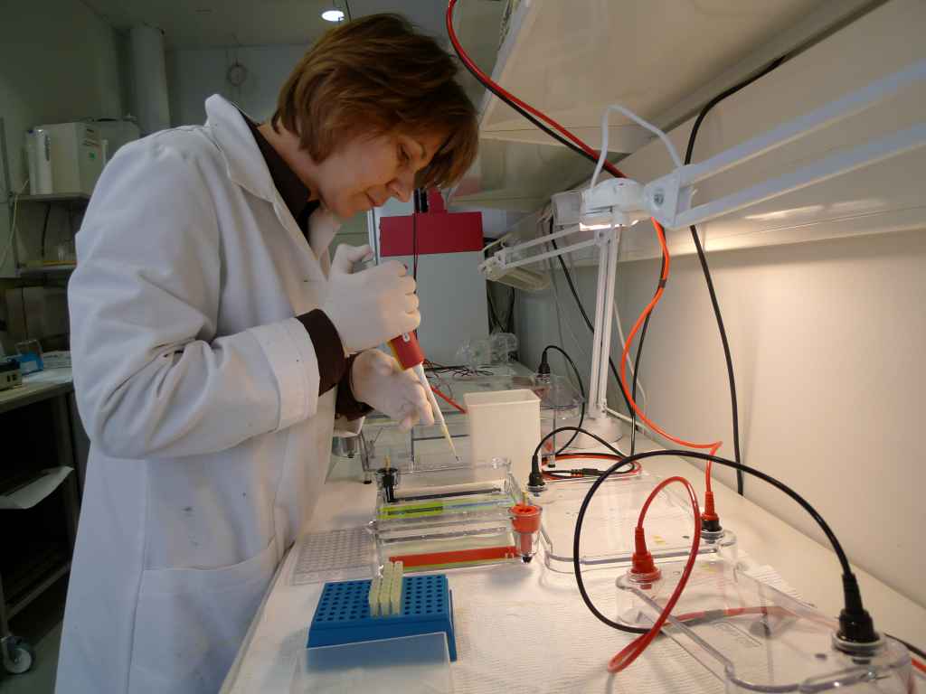 Loading PCR products on agarose gel. Photo: LUOMUS/Laura Hiisivuori