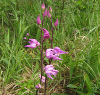 Punavalkku (Cephalanthera rubra) (Kuva: Mika Kalliovirta)