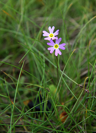 The threatened Siberian primrose lives Northern Europe (Photo: