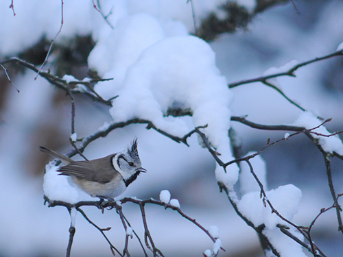 Töyhtötiainen on taantuva metsälaji (kuva: Aleksi Lehikoinen)