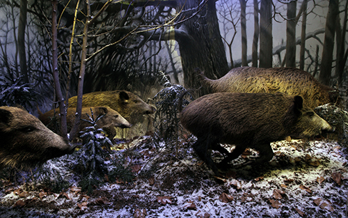 Villisikapesue Luonnontieteellisen museon Maailman luonto -näyttelyssä. Kuva: Marika Turtiainen / Luomus