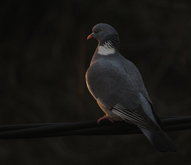 Ringduva, Columba palumbus. Foto Aleksi Lehikoinen / Luomus