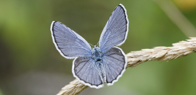 The threatened Karner blue butterfly lives in North America (Photo: 