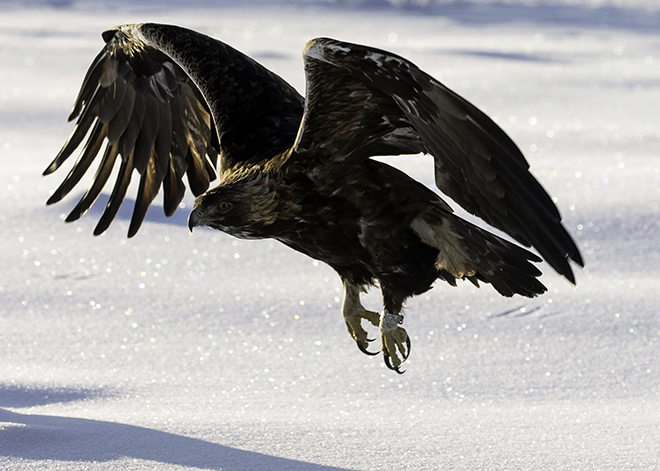 Den älds­ta kungs­ör­nen (Aquila chrysaetos) i Eu­ro­pa. Bild: Ari Komulainen