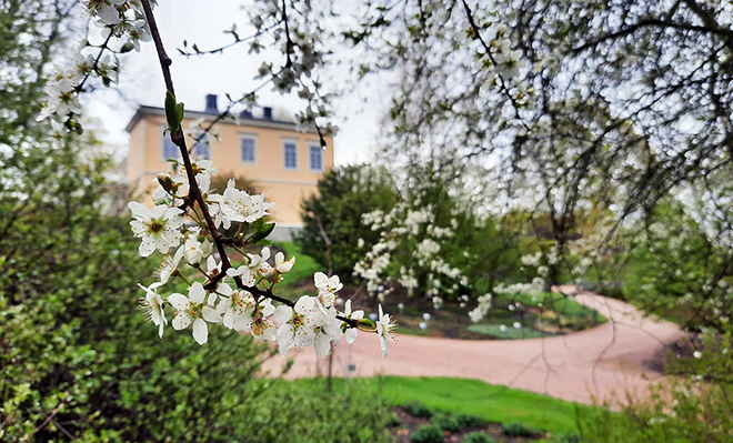 Kumpulan kasvitieteellisen puutarhan kesä 2020 oli ennätysvilkas.