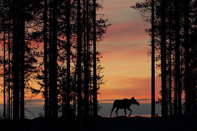 Nisäkkäät-sarjan voittajakuva – Yövaeltaja. Kuvaaja: Antti Leinonen