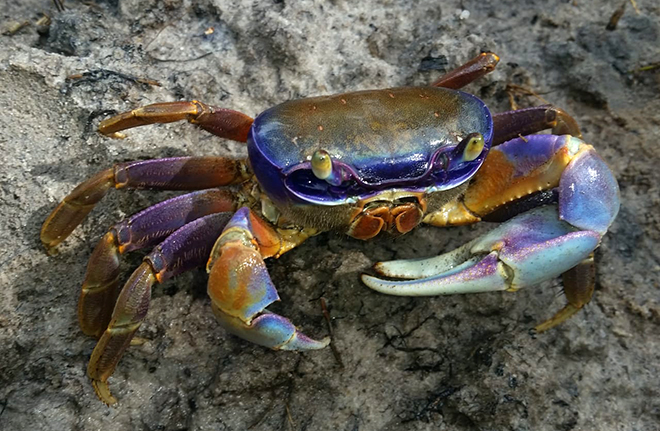 Blue land crab (Cardisoma guanhumi Latreille, 1828), from Atlantic region, not listed in IUCN Red List but threatened by overexploitation. Photo: Marco Antonio de Freitas