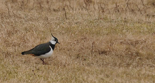 Tofsvipa, Vanellus vanellus. Foto Aleksi Lehikoinen/ Luomus