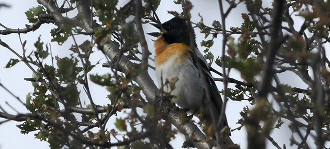 Brambling is one of species which populations have been declining (photo: Aleksi Lehikoinen)