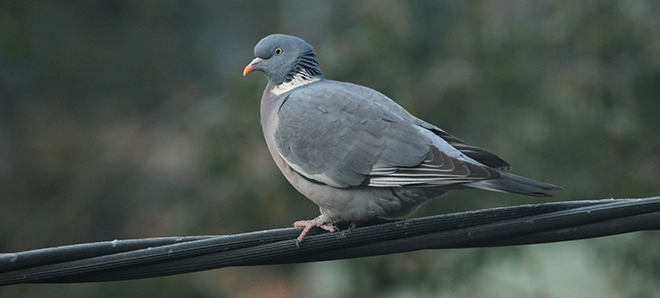 Finnish wood pigeons benefit climate warming (photo: Aleksi Lehikoinen)