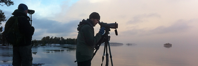 Talvilintulaskenta, kuva: Aleksi Lehikoinen