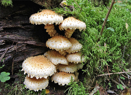 Aarnihelokka (Pholiota squarrosoides) on tärkeä lahottajasieni. (Kuva: Tea von Bonsdorff/Luomus)