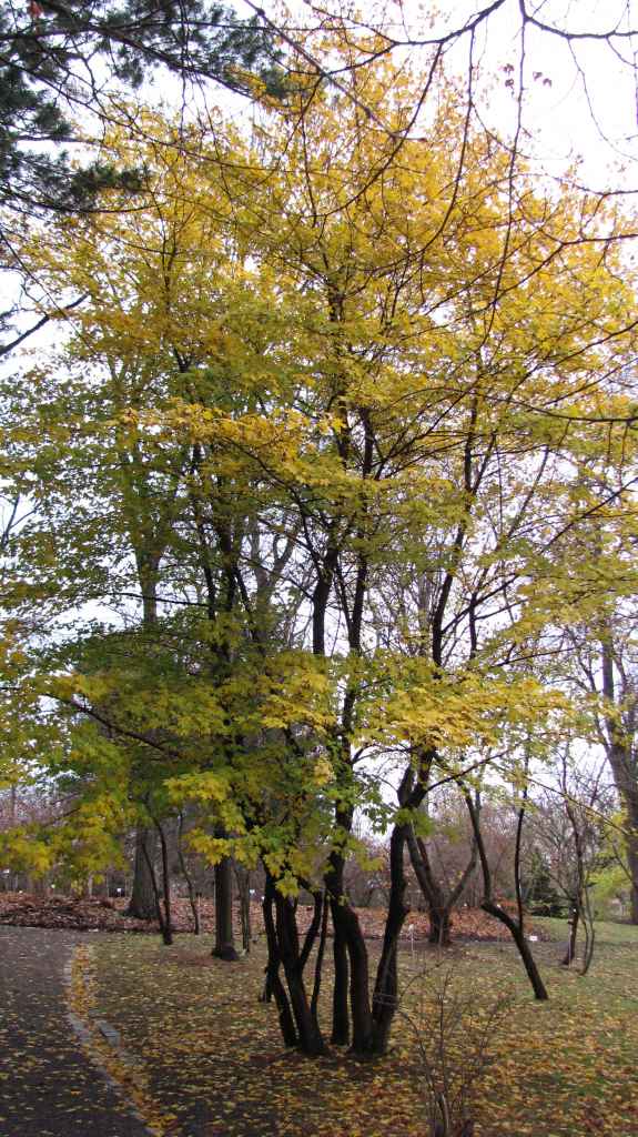 Vanha, suuri niverävaahtera Acer campestre 00ZZ-5 oli tänä syksynä erityisen komea. Kuva LUOMUS/Paula Havas-Matilainen 16.11.2015