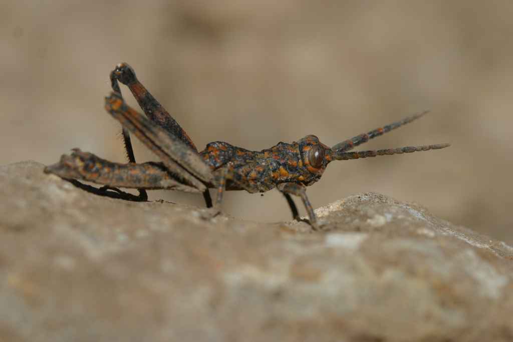 Acrostira bellamyi, (Uvarov, 1922), the Gomera Stick Grasshopper, critically endangered and exclusive to the island of La Gomera, Canary Islands. Threatened by wildfires over its range. Photo by Axel Hochkirch.