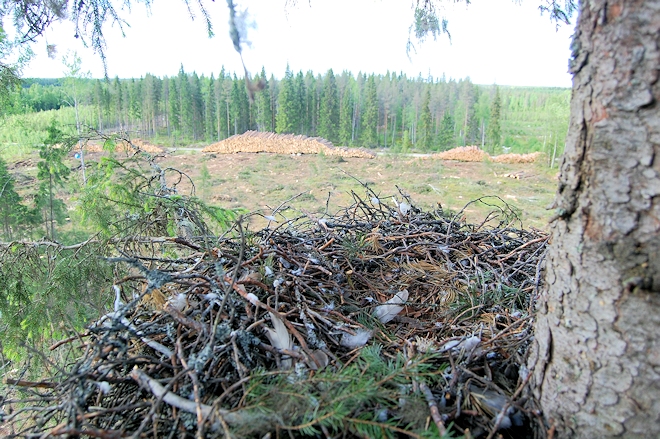 Tuhoutunut kanahaukan pesä Lappajärvellä. Kanahaukka hylkäsi pesän, kun metsä hakattiin pesäpuun ympäriltä keväällä 2010. Tuuli kaatoi pesäpuun pian sen jälkeen. Kuva: Mikko Hänninen