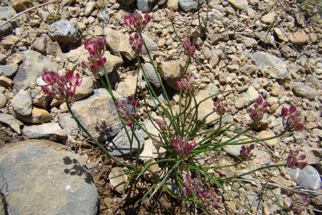 Allium spathulatum, a narrow endemic of Fergana Range in Western Tian-Shan. Photo: G.Lazkov