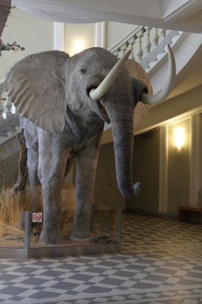 Den afrikanska elefanten tar emot i entréhallen.