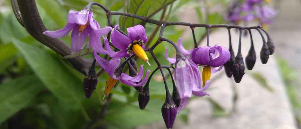 Bittersweet (Solanum dulcamara) Péter Poczai