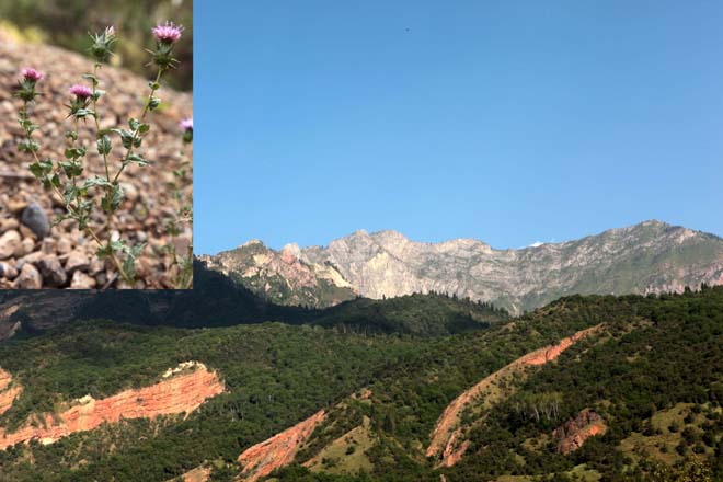 The famous Sary-Chelek Nature Reserve harbours Cousinia knorringiae, a narrow endemic of Chatkal Range. Photo: A.Sennikov, G.Lazkov