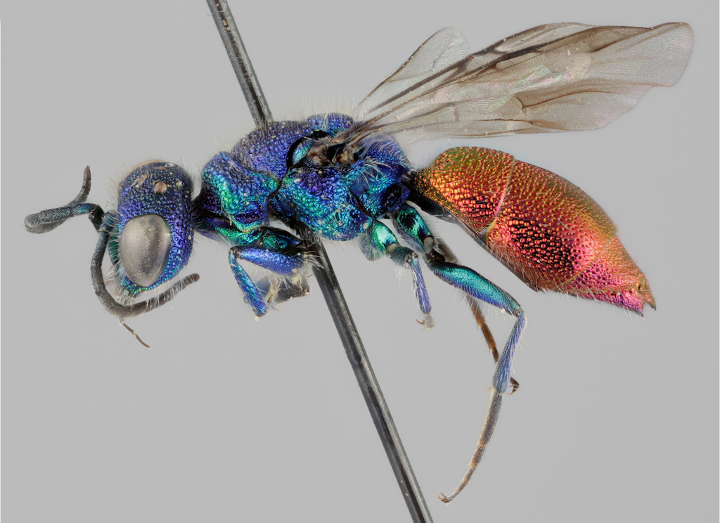 Pohjankultiainen (Chrysis borealis). Kuva: Pekka Malinen/Luomus.