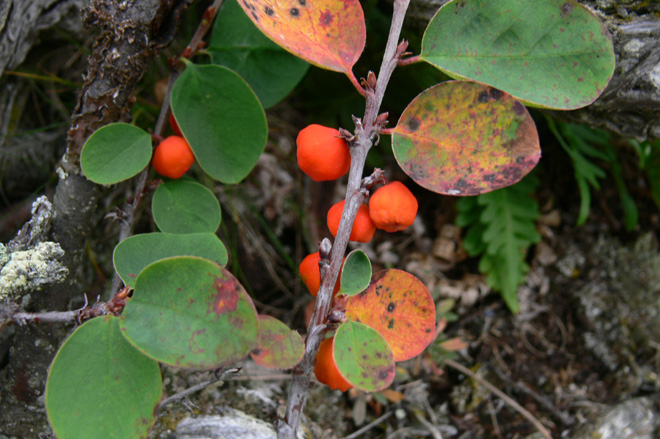 Cotoneaster cinnabarinus is the northernmost species of the genus, endemic to Russia. Murmansk Region, Kandalaksha, Aug 2012, M.Kozhin