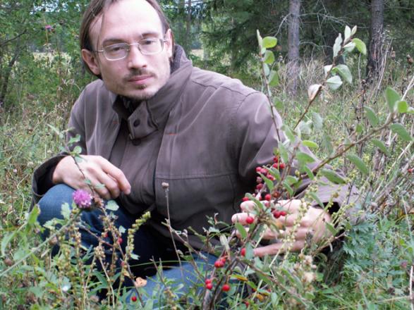 Cotoneaster integerrimus has long been believed to occur native in the Leningrad Region of Russia but was proven to be a relic of cultivation. Leningrad Region, Elizavetino, Aug 2007, N.Sennikov 