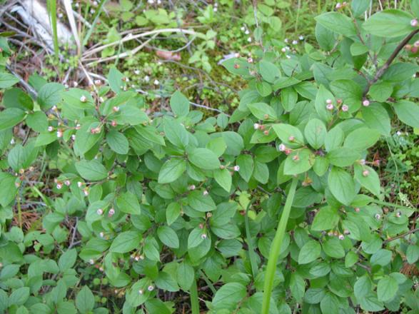 Cotoneaster lucidus is commonly cultivated in East Europe; it is actively dispersed by birds and may be found in forests nearby places of cultivation. Leningrad Region, Kurgalsky Peninsula, Jun 2012, A.Doronina 