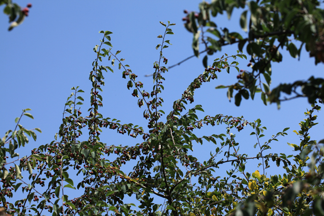 Cotoneasters may have an unusual palm-like shape in Kyrgyz Range. Photo: A.Sennikov