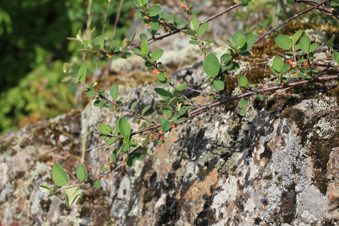 Cotoneaster scandinavicus is endemic to the Baltic Sea area, found mostly on granite rocks. Helsinki, Kaitalahti, Jun 2012, A.Sennikov 