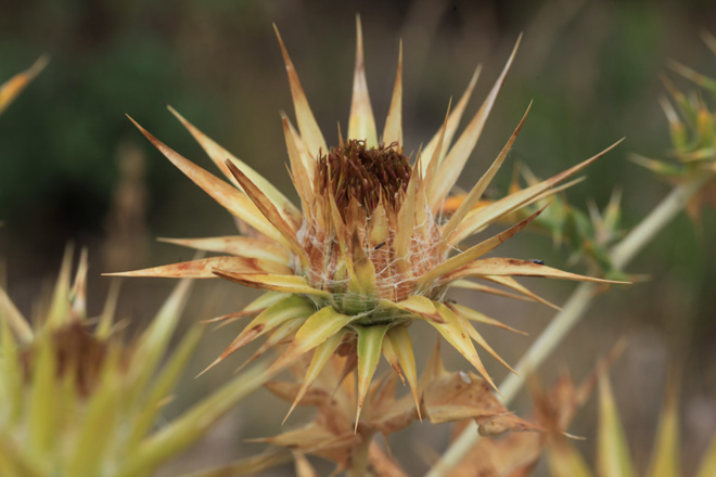 Cousinia minkwitziae is among the most horrid species of this genus in Kyrgyzstan. Photo: A.Sennikov