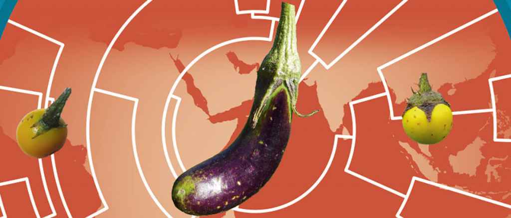 Only recently taxonomists have resolved the status of the wild species that are related to the cultivated eggplant – surprisingly many of them are found in the savannahs of Africa (Élise Sanceaume) 