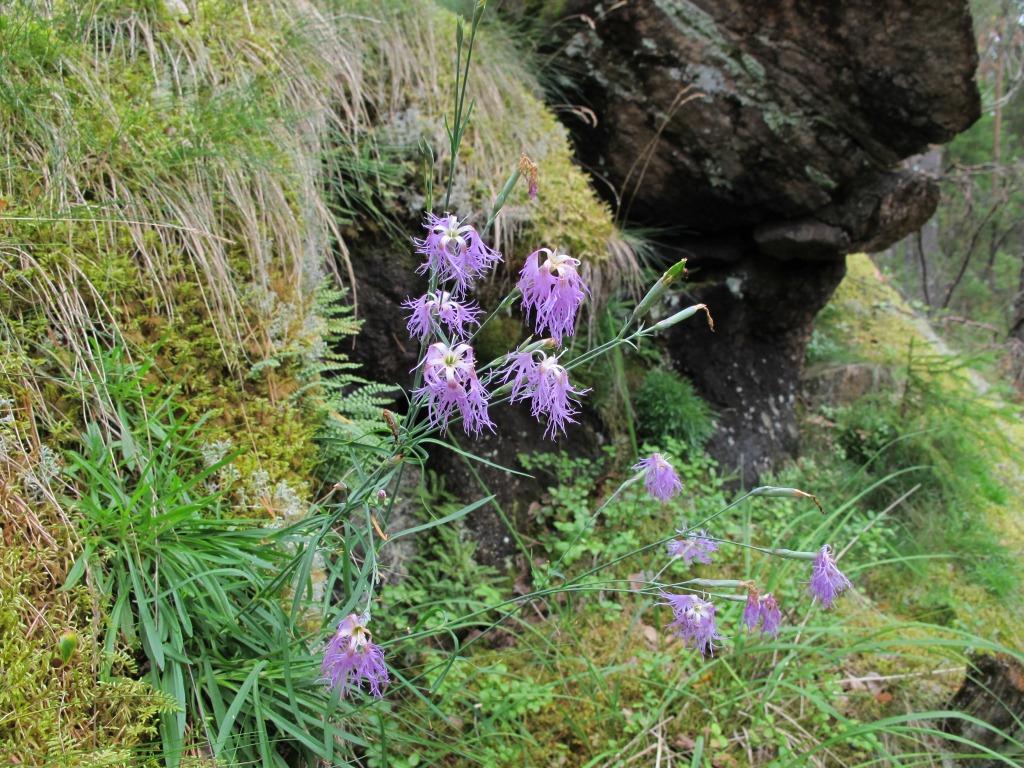 Dianthus superbus. Photo Henry Väre