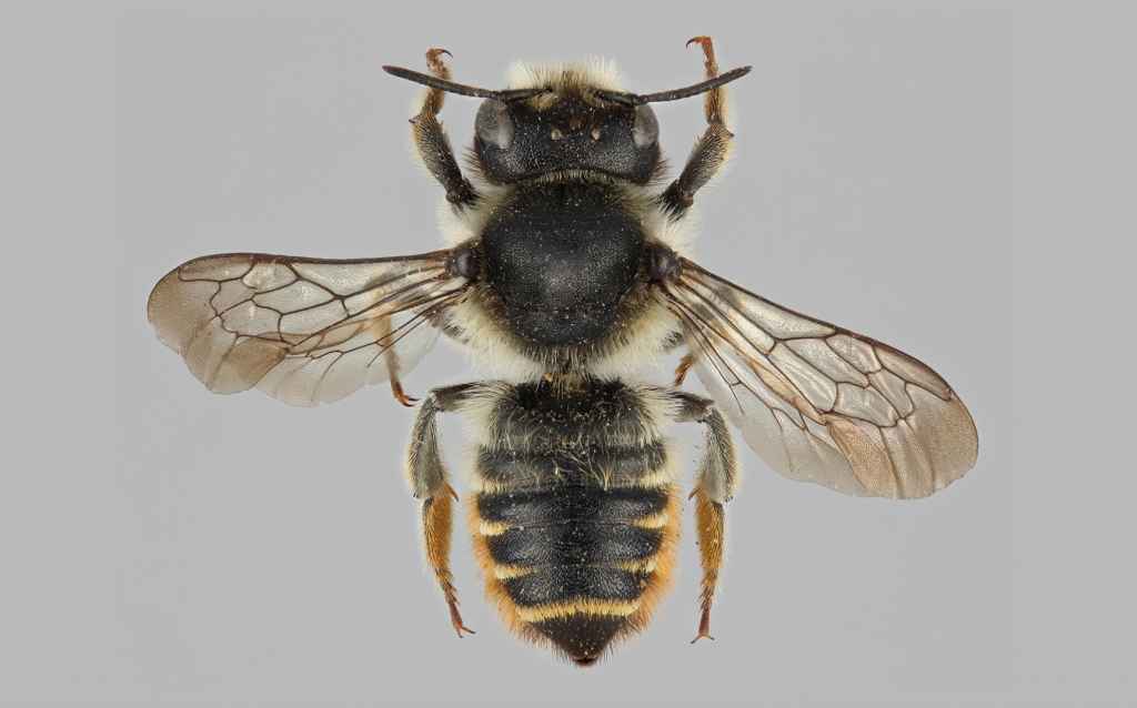 Klinttapetserarbiet (Megachile pyrenaea) är en hålbyggare som bygger sitt bo i marken eller i murken ved. I Finland har den klassificerats som akut hotad (CR). I likhet med många andra hotade insektsarter skulle den gynnas av en ökning av dött trä i jordbruks- och skogsmiljöer. Individen på bilden ingår i Luomus insektsamlingar. Bild: Pekka Malinen.