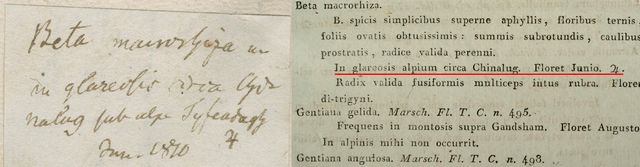 Finland born taxonomist and entomologist Christian von Steven (1781-1863) collected extensively in southern Russia including the Caucasus and the Crimea. Label of specimen H1036076, collected in Azerbaijan near Khinalug in June 1810 (left). Steven's subsequent protologue describing the name Beta macrorhiza Steven published in Mém. Soc. Imp. Naturalistes Moscou 3: 257. 1812 (right). Photo: Luomus/Ari Taponen.