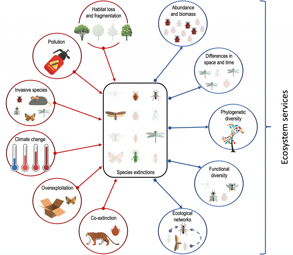 Drivers (in red) and consequences (in blue) of insect extinctions. Note that drivers often act synergistically or through indirect effects (e.g., climate change favours many invasive species and the loss of habitat). All these consequences contribute to the loss of ecosystem services essential for humans.