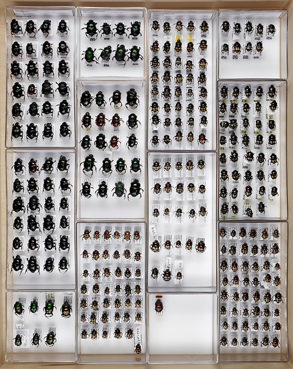 Dung beetles from Hanski’s collection in the Luomus insect collections. Photo:  Pekka Malinen.