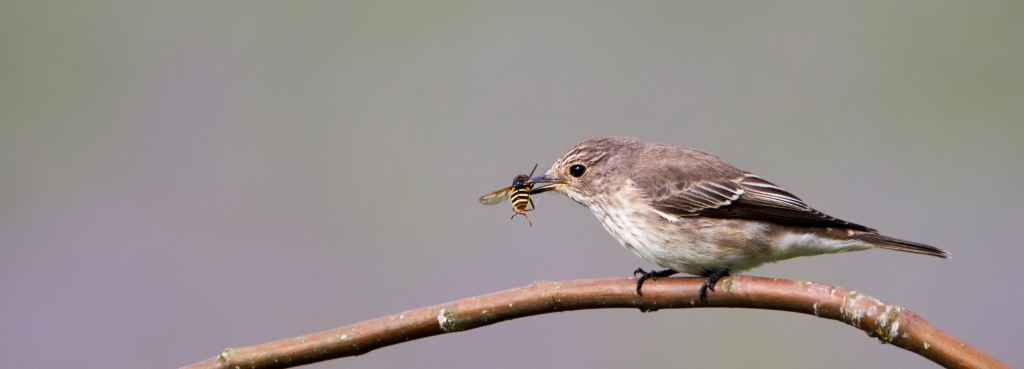 Insects are vital food sources for many birds and other insectivores. Studies have found that populations of insectivorous birds in Central European countries have declined dramatically, and a similar trend has also been observed in Finland. One of the reasons is the decline of insects due to the use of insecticides. The photo shows a spotted flycatcher that has caught a hoverfly. Photo: Pekka Malinen