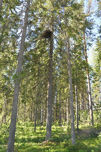 Kanahaukan pesä Tohmajärvellä huomioitiin metsänkäsittelyssä ja rajattiin hakkuualueen ulkopuolelle. Kuva: Heidi Björklund / Luomus