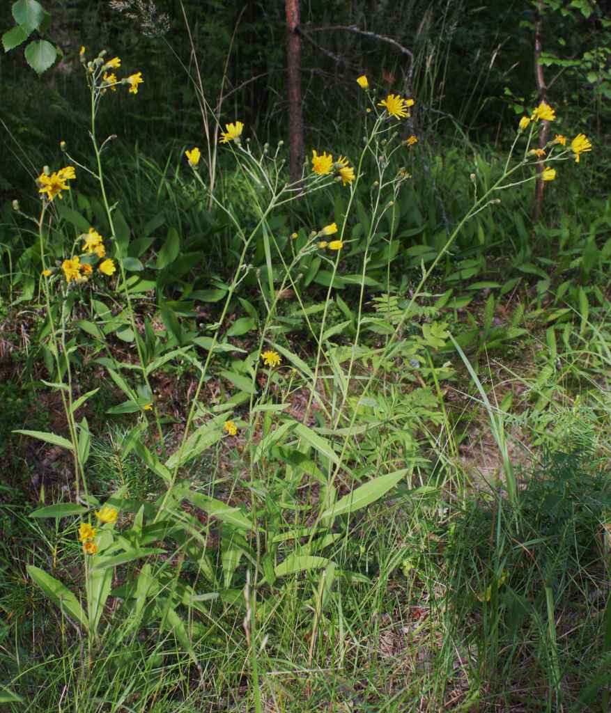 Hieracium prenanthotavasticum