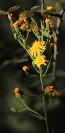 The boreal Hieracium umbellatum is one of the rare species in the arid Kyrgyzstan. Photo: A.Sennikov