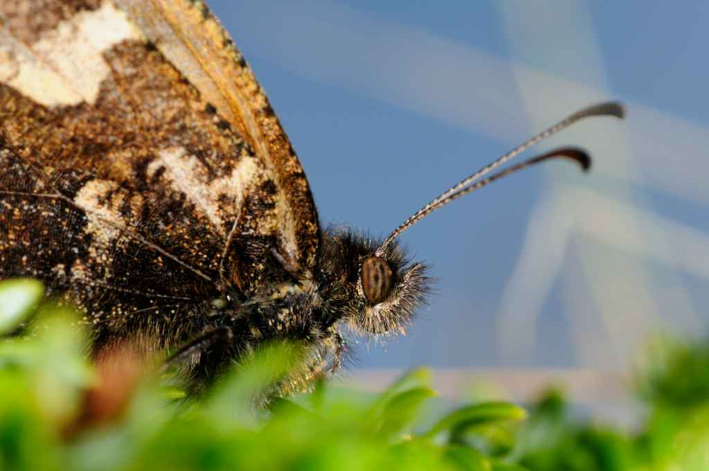 Hipparchia azorina (Strecker, 1898), threatened by habitat loss and change by invasive plant species, exclusive to high altitude habitats in the Azores Islands. Photo by Pedro Cardoso.