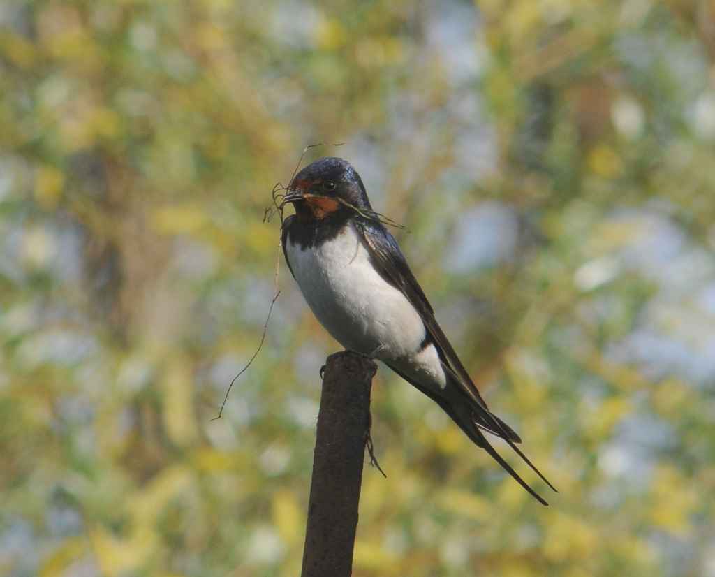 Haarapääsky (Hirundo rustica) pesänteossa. Kuva: Aleksi Lehikoinen.